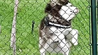 Animals funny ????????????