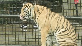 when the Sumatran tiger roars