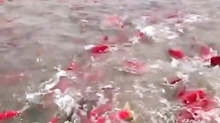 Red aies