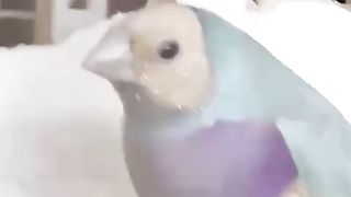 Blue gouldain finch