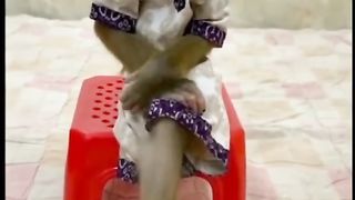 The ballad of the sadness of a monkey separate from his girlfriend,,,wk,,,wk,,wk