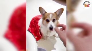 No 5 Funny Animal Compilations