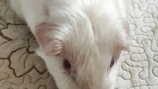 White Guinea