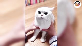 No 6 Funny Animal Compilations