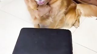 Teaching my dog a lesson