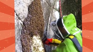 Proses pengambilan madu