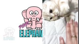 PINK ELEPHANT || CAT AND MONKEYS.