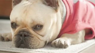 BISSELL Little Green Multi-Purpose Portable Carpet and Upholstery Cleaner https://amzn.to/48IUh9s EVERY PURCHASE SAVES PETS. Amazon prime Day DEALS