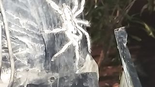 A living spider