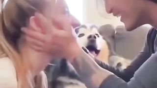 хаски ласки