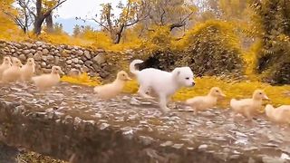 Puppy and ducklings..