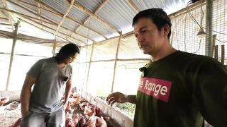 May Kita sa Free-Range Chicken Brown Eggs _ Source ng Brown Eggs sa Mallig, Isabela