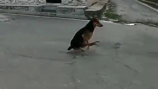 Funny animal????????????????????????