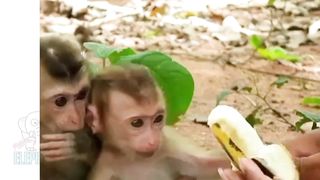 PINK ELEPHANT || CUTE MONKEYS.