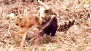 Eagle vs rabbit