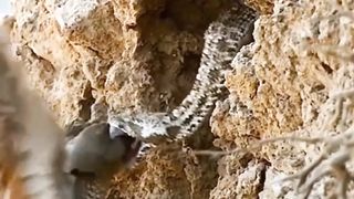 Snake vs bird