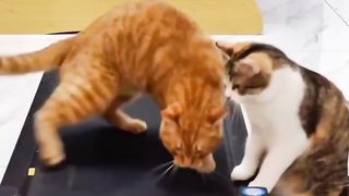 Funny cats 2023