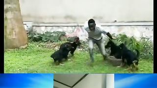 Chien méchant ????????????????????????????