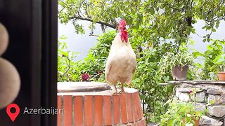 Cooking Chicken Pilaf in Glass Jar_ Grandma_s Easier & Faster Rice Recipe