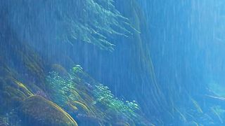 Amazon Wildlife In 4K - Animals That Call The Jungle Home