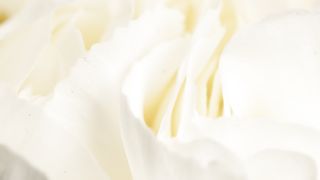 "A Blooming Beauty: Exploring the World of Roses"