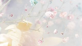 "The Language of Roses: What Each Color Represents"