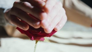 "Roses in Full Bloom: A Stunning Timelapse"