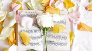 "From Bud to Blossom: The Life of a Rose"