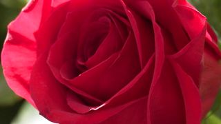 "The Enchanting World of Roses: Nature's Delicate Beauties"