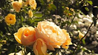 "A Rose by Any Other Name: Rose Varieties Unveiled"