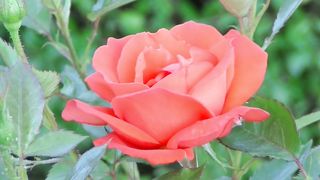 "Captivating Rose Gardens: A Colorful Journey"