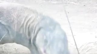 Animals 39
