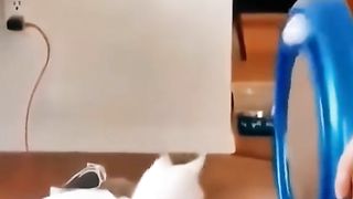 pet #cat #dog #cute #animals #funny #foryou #fyp