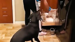 The last one ???????? #pet #cat #dog #cute #animals #funny #foryou #fyp (10)