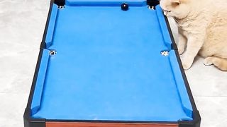 Funny cats playing snooker, unbelievable
