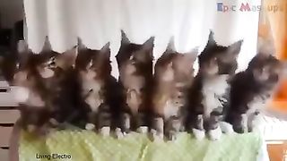Funny animal 55
