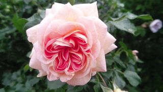 "Scented Splendor: A Close-Up Look at Fragrant Roses"