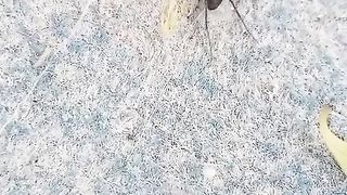 Funy video 38