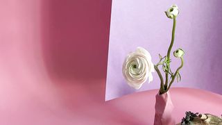 "In Full Bloom: A Spectacular Showcase of Roses"