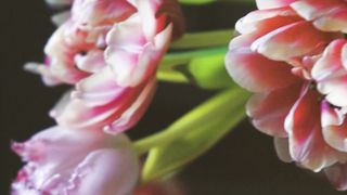 "A Fragrant Journey Through Rose Gardens"
