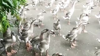 Duck and Rain