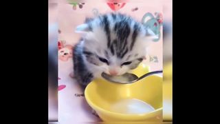 funny cat compilation 4