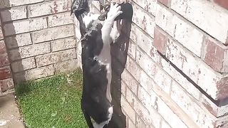 Кошка классная