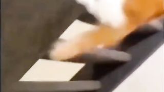 Must watch funny cats and dogs video funny Animals