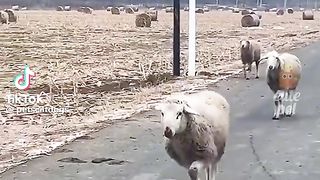 Приколи 447