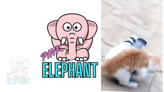 PINK ELEPHANT || FUNNY ANIMALS