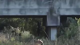 Panther