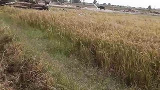 Video number