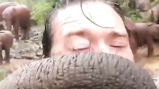 Elephent 2