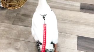 To each their own PET